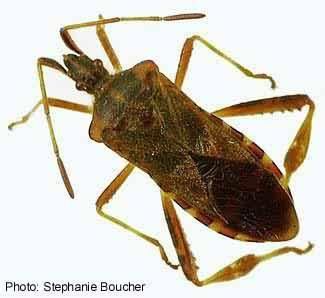 Coreidae Canadian Biodiversity Species Insects LeafFooted Bugs