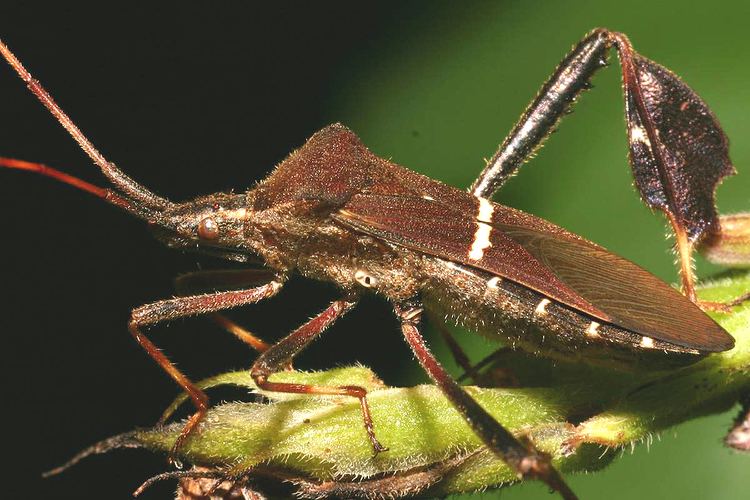 Coreidae Coreidae Heteroptera Pentatomomorpha