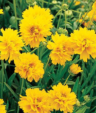Coreopsis Coreopsis Seeds and Plants Grow Early Sunrise and Moonbeam