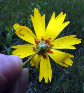 Coreopsis gladiata Coreopsis gladiata Coastal plain tickseed Discover Life