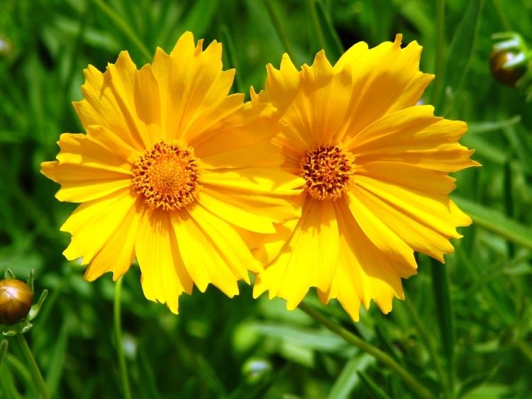 Coreopsis grandiflora Top Keywords Picture for Coreopsis Grandiflora