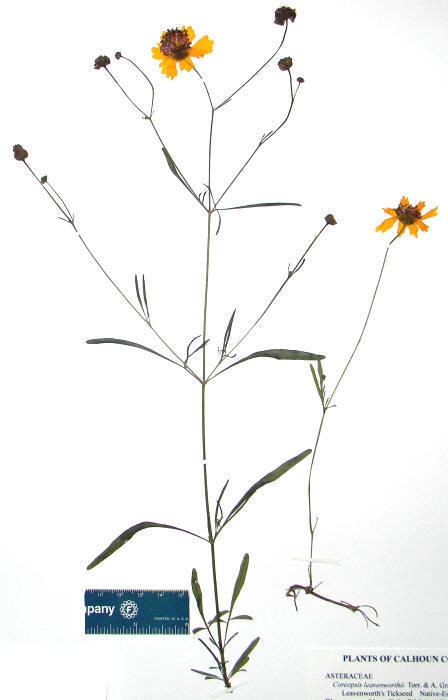 Coreopsis leavenworthii wwwcalhouncountyherbariumorgcoreopsisleavenwort