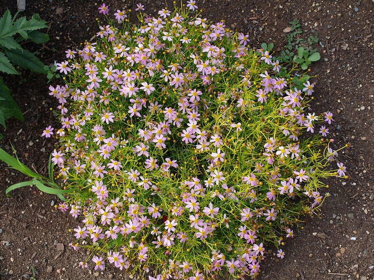 Coreopsis rosea Coreopsis rosea Wikipedia