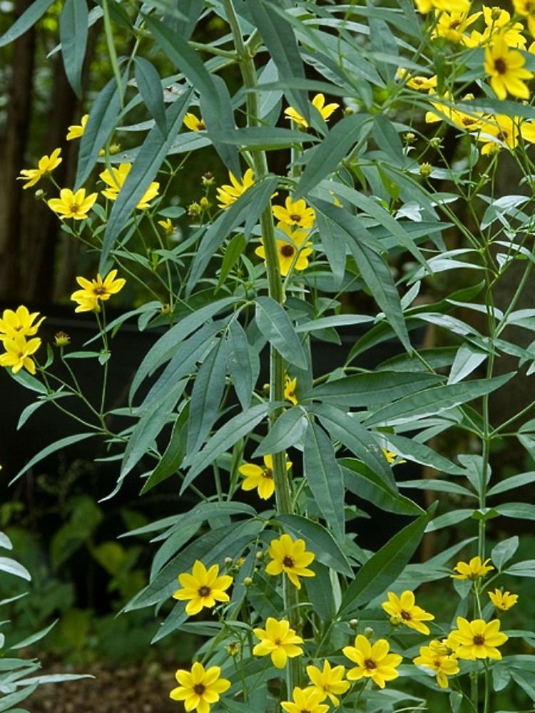 Coreopsis tripteris Coreopsis tripteris tall tickseed Go Botany