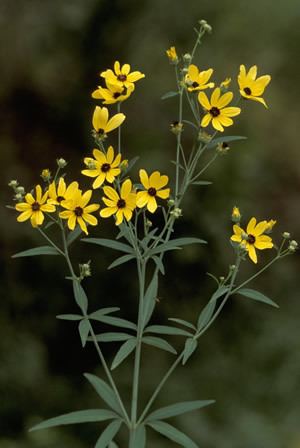 Coreopsis tripteris Tall Coreopsis Grow Native