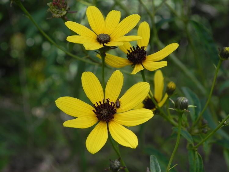 Coreopsis tripteris Wildflower Tall Coreopsis Coreopsis tripteris Ghost Town Trail