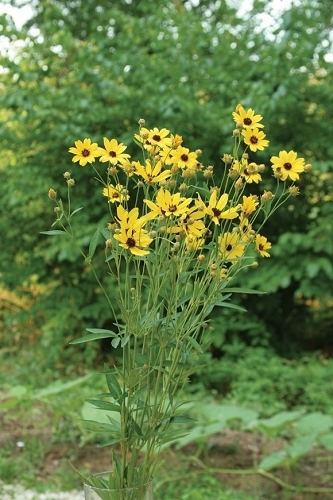 Coreopsis tripteris Tall Coreopsis Coreopsis tripteris