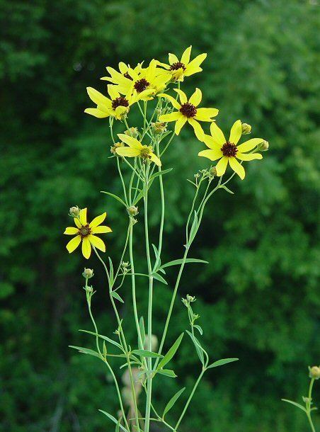 Coreopsis tripteris Coreopsis tripteris page