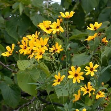 Coreopsis tripteris Coreopsis tripteris