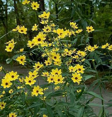 Coreopsis tripteris Online Virtual Flora of Wisconsin Coreopsis tripteris