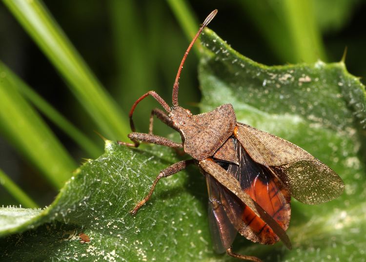 Coreus marginatus - Alchetron, The Free Social Encyclopedia