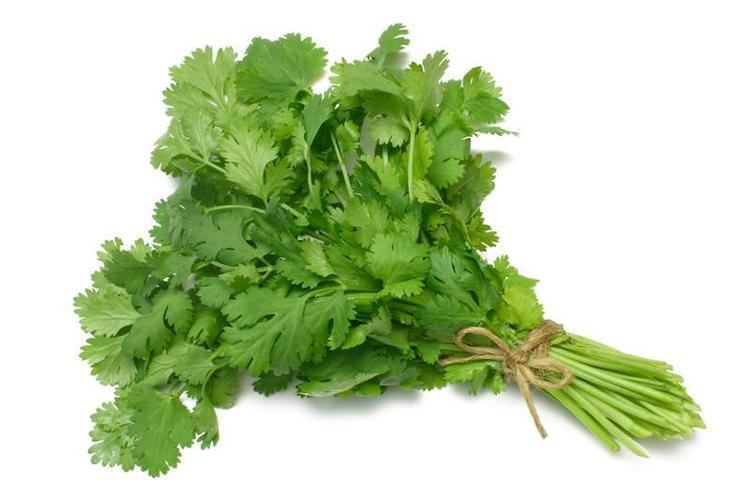 Coriander Buy Coriander Vegetable Seeds Online Online Coriander Seeds Buy