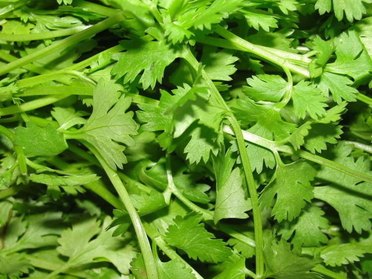 Coriander httpsuploadwikimediaorgwikipediacommons55