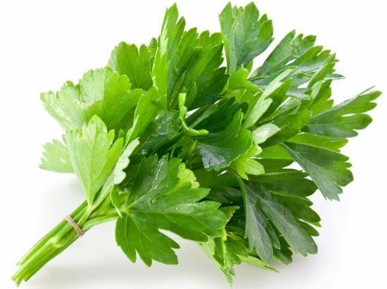 Coriander 16 Amazing Benefits of Cilantro or Coriander