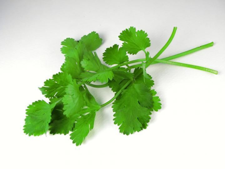 Coriander Coriander and Cilantro Planting Growing and Harvesting Coriander