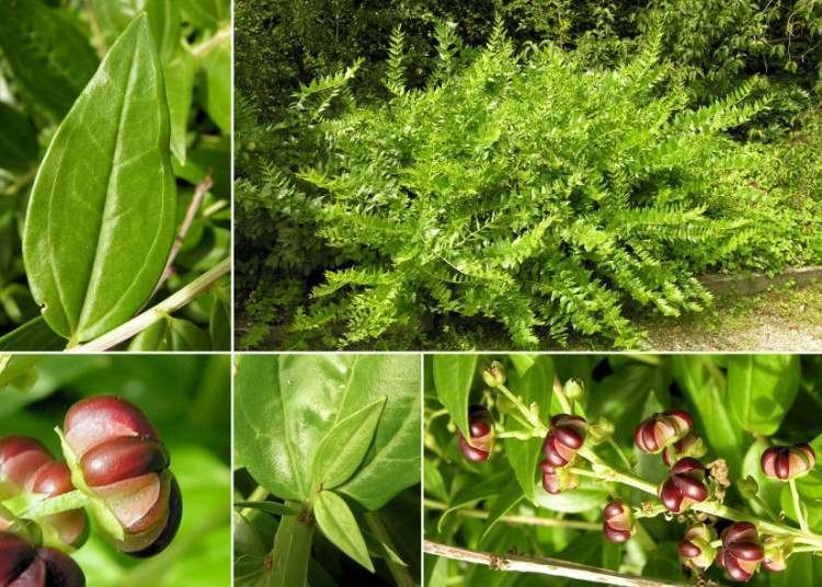 Coriaria myrtifolia Coriaria myrtifolia Sommacco a foglie di mirto