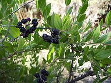 Coriaria myrtifolia httpsuploadwikimediaorgwikipediacommonsthu