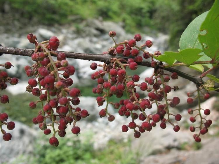 Coriaria nepalensis ImageJPEG Coriaria nepalensis