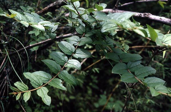 Coriaria nepalensis Coriaria nepalensis
