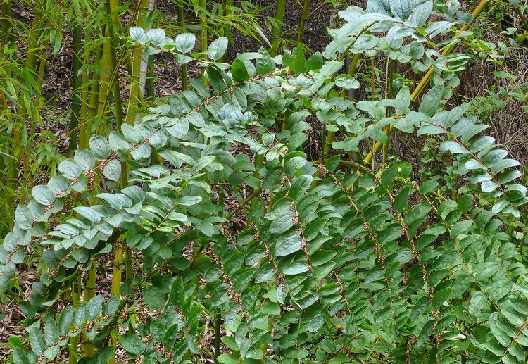 Coriaria nepalensis httpsc1staticflickrcom5412347956702792e90