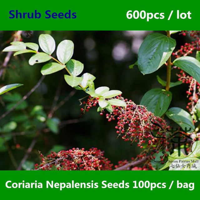 Coriaria nepalensis Aliexpresscom Buy Family Coriariaceae Coriaria Nepalensis Seeds