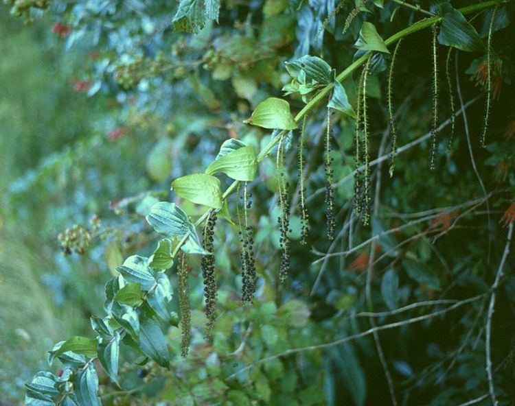 Coriaria ruscifolia httpsuploadwikimediaorgwikipediacommonsee