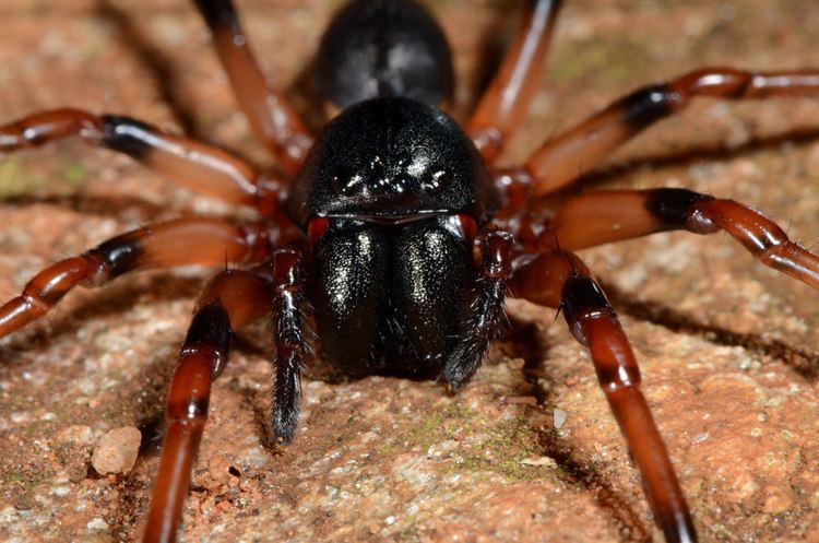 Corinnidae Largeheaded spider Simonestus sp Corinnidae highlands Flickr