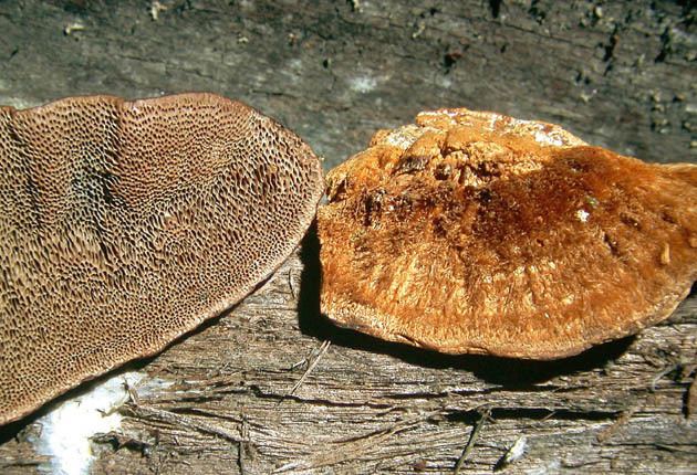 Coriolopsis gallica svampar Mailservern