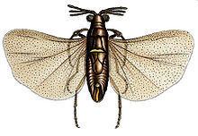 Corioxenidae httpsuploadwikimediaorgwikipediacommonsthu