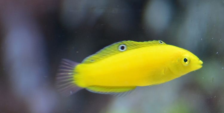 Coris (fish) My new fish Yellow coris wrasse male or female