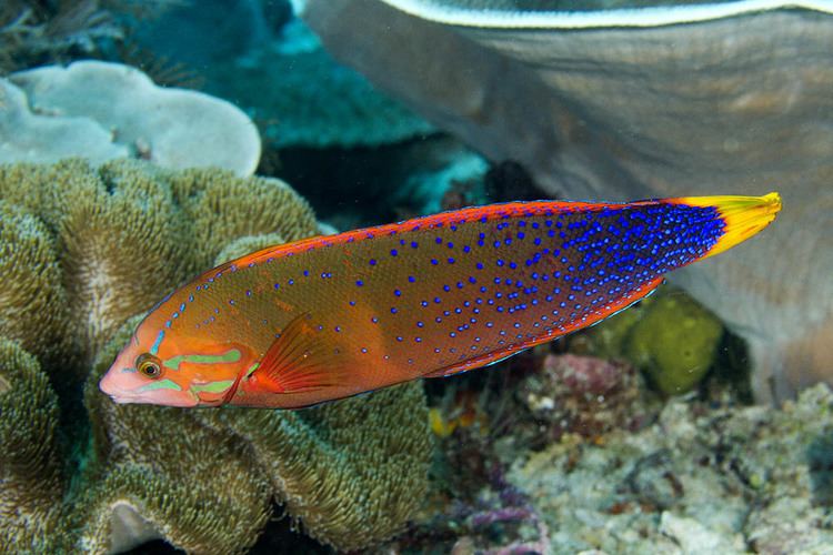 Coris gaimard Photographs of wrasses and parrotfishes family Labridae