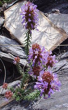 Coris (plant) httpsuploadwikimediaorgwikipediacommonsthu
