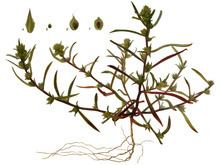 Corispermum hyssopifolium httpsuploadwikimediaorgwikipediacommonsthu