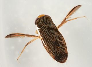 Corixidae Corixidae Water boatmen Discover Life