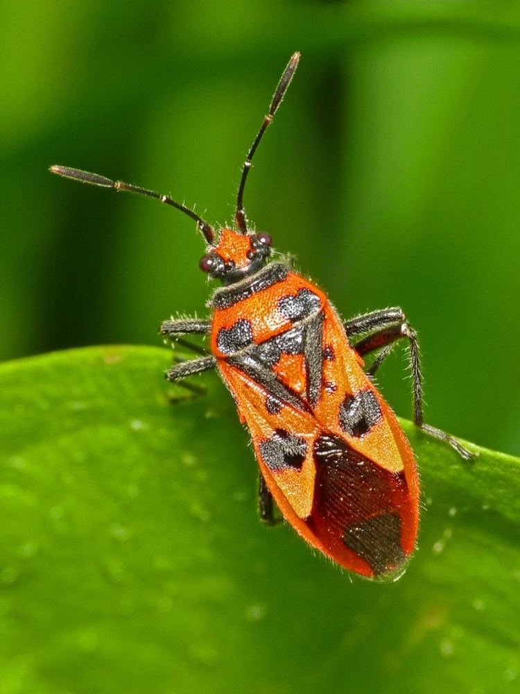 Corizus Hyoscyami - Alchetron, The Free Social Encyclopedia