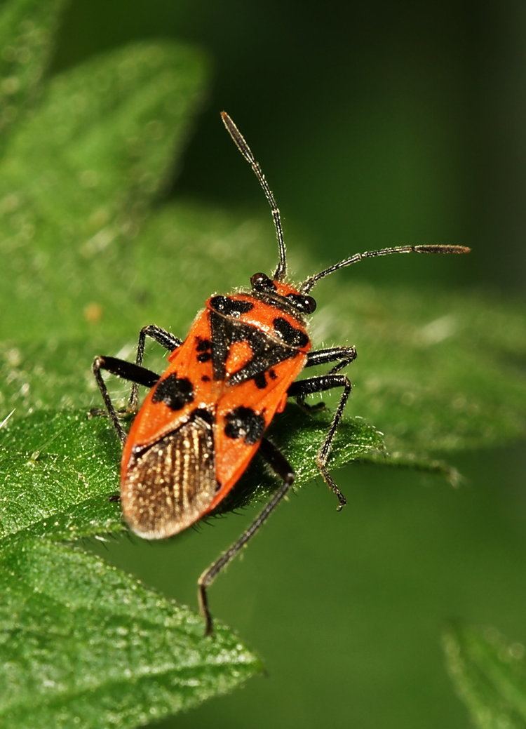 Corizus hyoscyami - Alchetron, The Free Social Encyclopedia