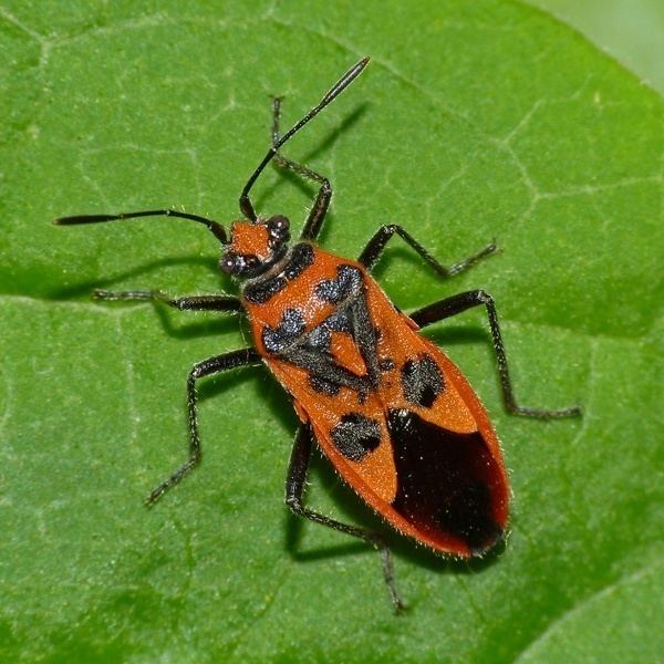 Corizus hyoscyami - Alchetron, The Free Social Encyclopedia