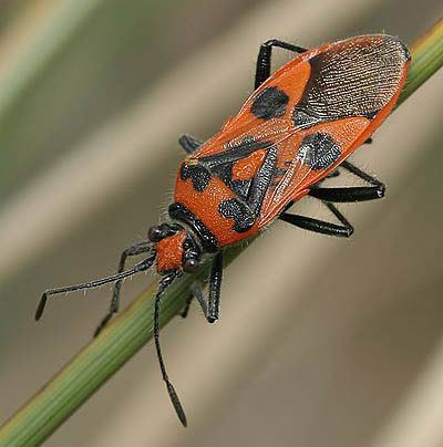 Corizus hyoscyami - Alchetron, The Free Social Encyclopedia