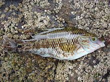 Corkwing wrasse httpsuploadwikimediaorgwikipediacommonsthu