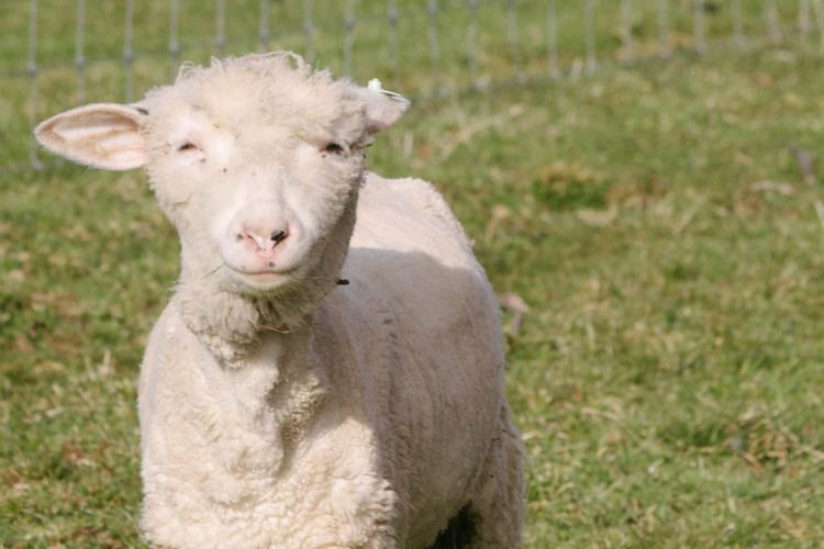 Cormo Cormo Sheep Roving Acres Farm