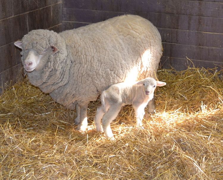 Cormo Cormo Sheep Herman Hills Farm