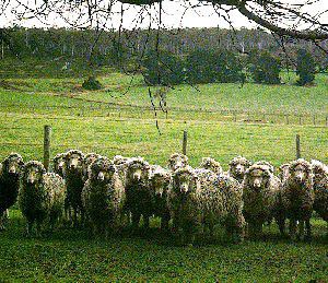 Cormo Breeds of Livestock Cormo Sheep Breeds of Livestock Department