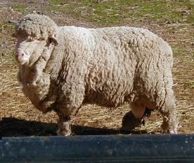 Cormo American Cormo Sheep Sheep Breeds Raising Sheep
