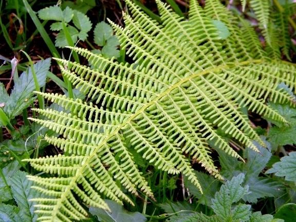 Cormophyte Alchetron The Free Social Encyclopedia