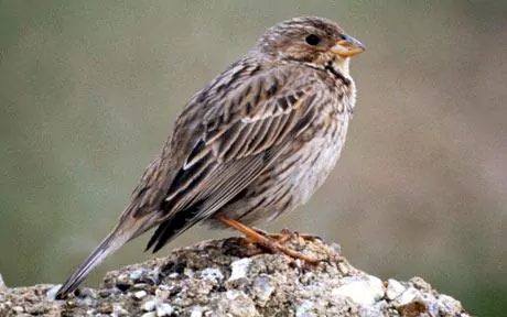 Corn bunting Corn buntings make a comeback thanks to farmers Telegraph