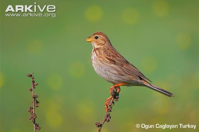 Corn bunting Corn bunting videos photos and facts Miliaria calandra ARKive