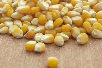 Corn kernel What Are the Benefits of Whole Kernel Corn Healthy Eating SF Gate