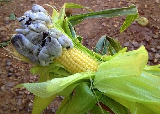 Corn smut Huitlacoche Or Corn Smut Available Right Now at Crooked Sky Farms