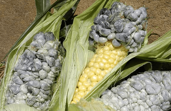 Corn smut Edible Skinny Huitlacoche Welcome to the Delicacy of Corn Smut