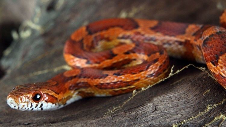 Corn snake How to Take Care of a Corn Snake Pet Snakes YouTube